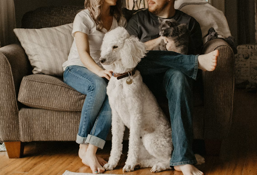 Where Pet Owners Go to Discover New Innovations in Home Hygiene